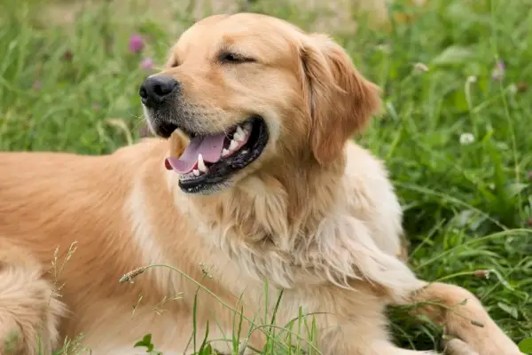 Золотистый ретривер на природе