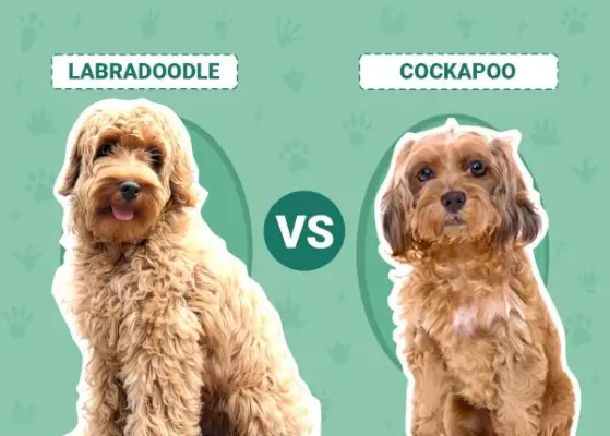 לברדודל נגד קוקאפו: ההבדלים (עם תמונות)