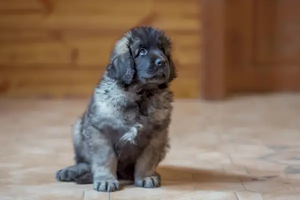 drăguț cățeluș Leonberger