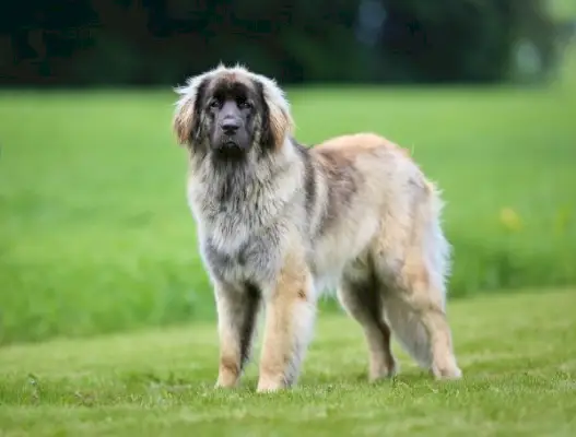 un frumos câine Leonberger de rasă pură în aer liber
