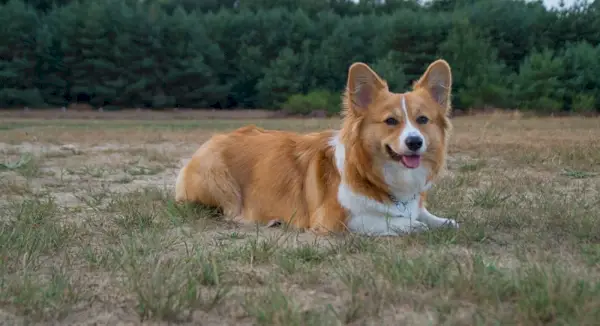 червено уелско корги, лежащо на тревата