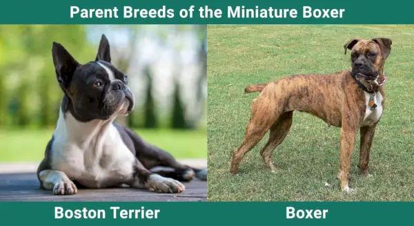 Парент_бреедс_Минуатуре Бокер