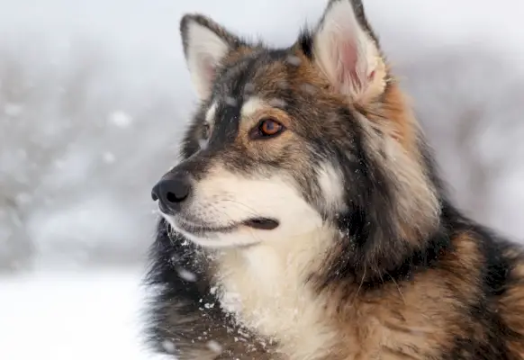 lähikuva utonagan koirasta