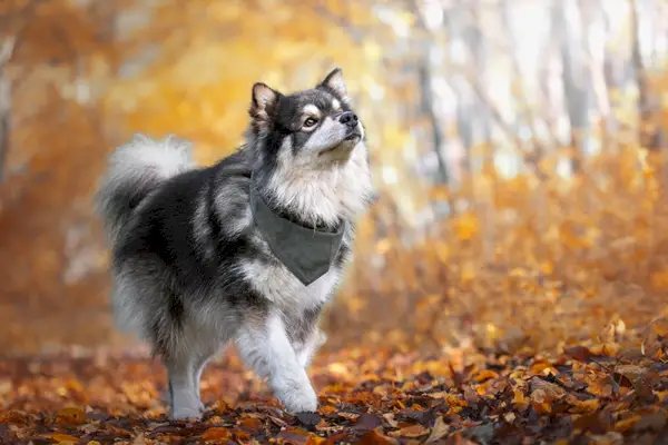 Портрет финской лаппхундской собаки на природе осенью или осенью