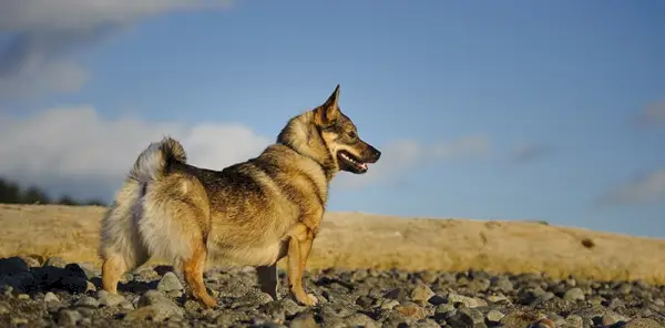 Шведская вальхаунд стоит у коряги
