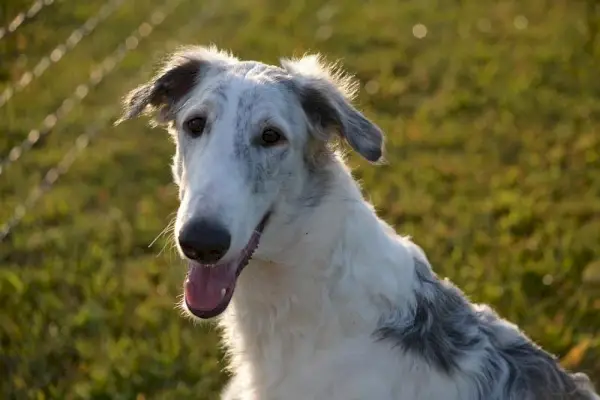 borzoi