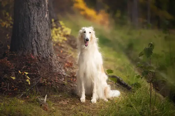 Raza de perro Borzoi: información, imágenes, hechos, rasgos y cuidados