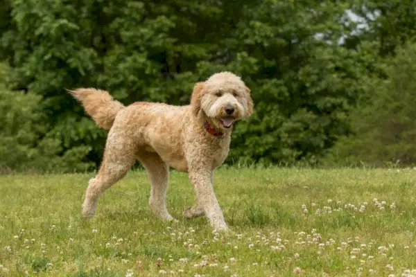 goldendoodle går
