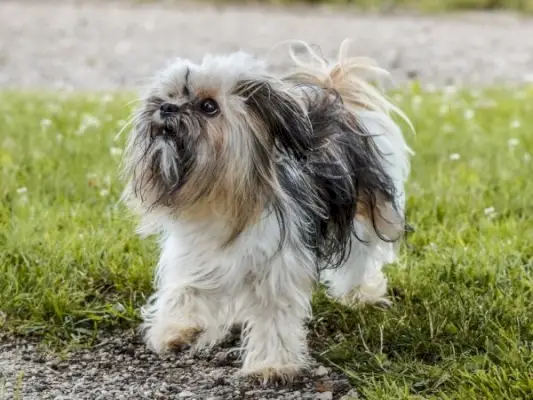 Shih Tzu skäller på något