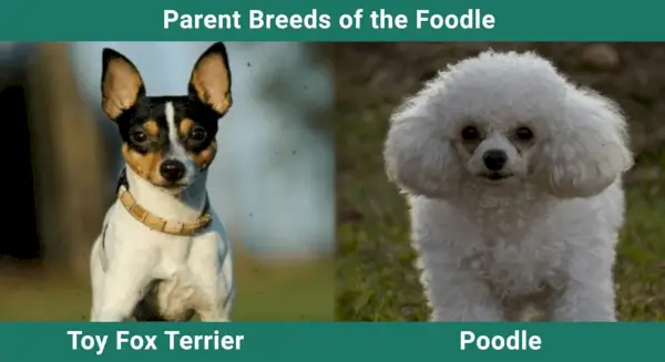 Parent_breeds_Foodle