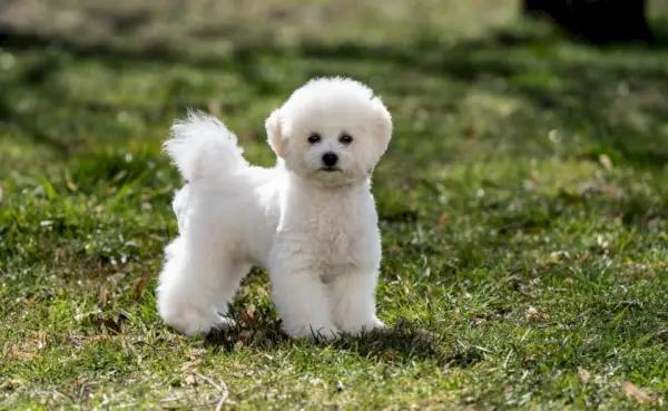 bichon frise rajtad a fűben