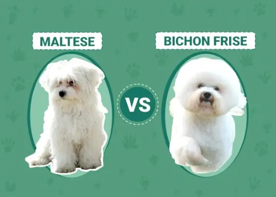 Máltai kontra Bichon Frise