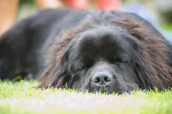 Newfoundland-hund-sover-på-gress