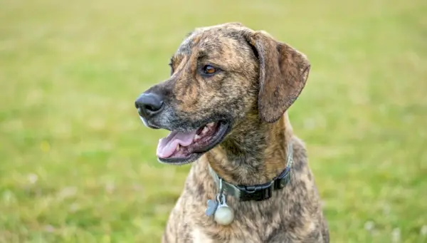 כלב חום פלוט כלב יושב בדשא בפארק