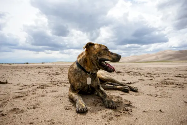 כלב פלוט מונח בחול