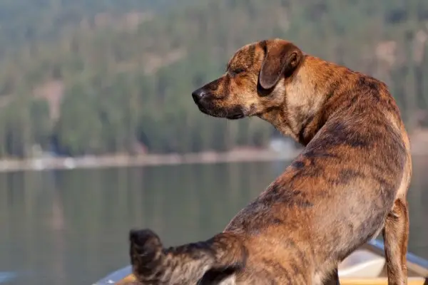 גזע כלבי פלוט כלב