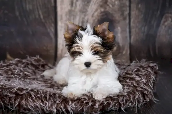 ビーワー・ヨーキー