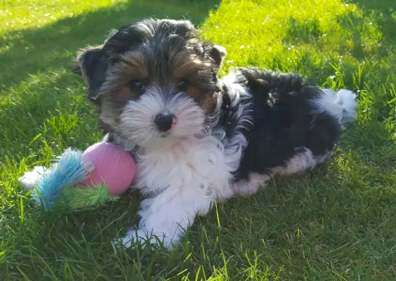 ドッグスターの足ディバイダー