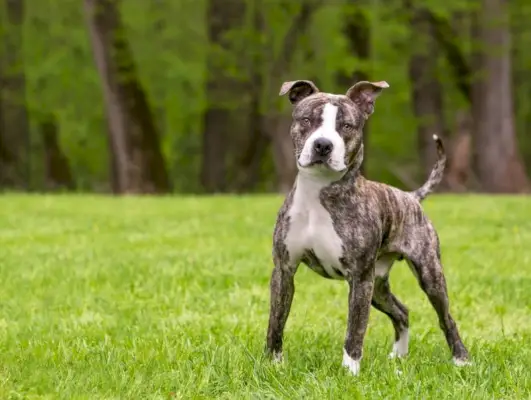 brindle og hvid Pit Bull Terrier blandingshund stående udendørs