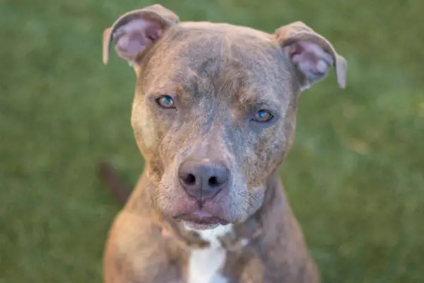 brun brindle og hvid pitbull hund ser på kameraet