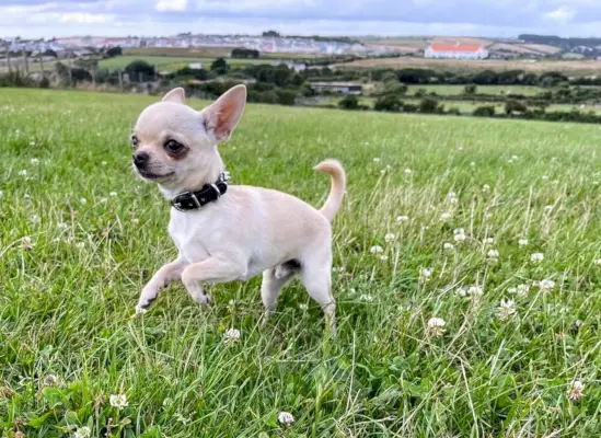 Chihuahua hondenras: info, feiten, afbeeldingen, levensduur en eigenschappen