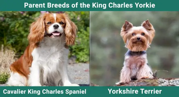 Ouderrassen_King-Charles-Yorkie