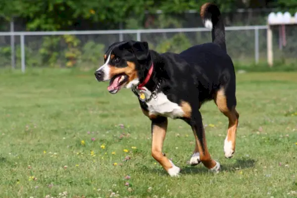 グレーター スイス マウンテン ドッグのランニング_Nick Chase 68_Shutterstock