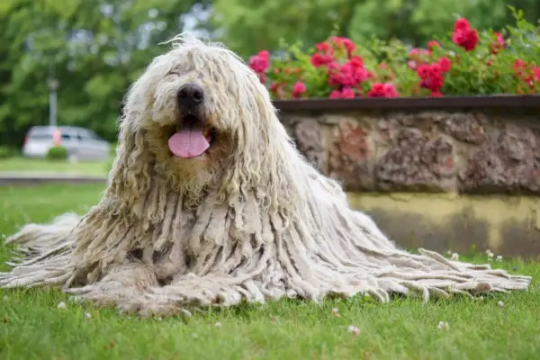 Komondor-estirat-al-parc