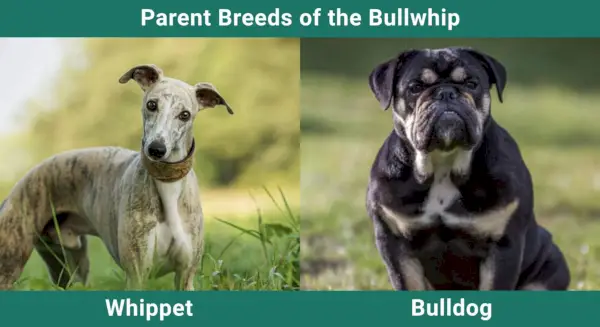 Parent_breeds_Bullwhip