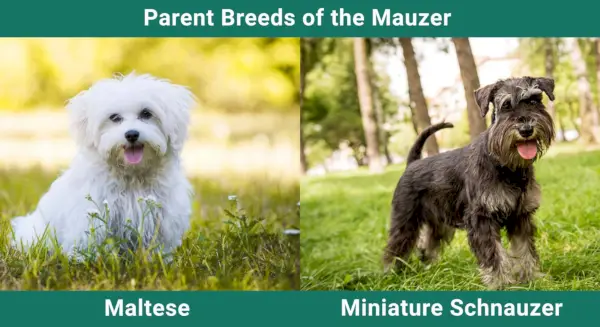 הורים_גזעי_מאוזר