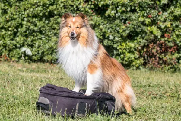 Câine ciobănesc Shetland, zâmbitor pufos, în picioare