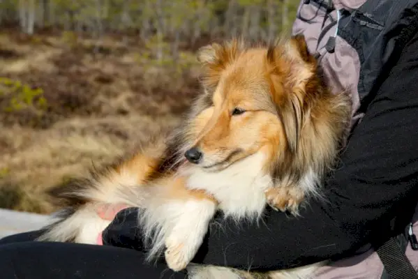 adorabil câine ciobănesc Shetland care se îmbrățișează cu stăpânul său