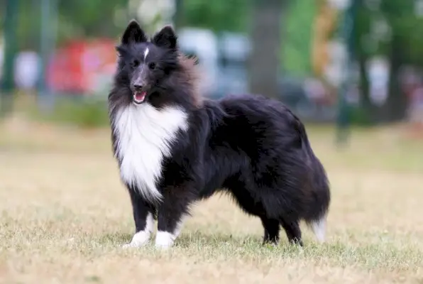 drăguț și zâmbitor bi-negru și alb bicolor Shetland Sheepdog