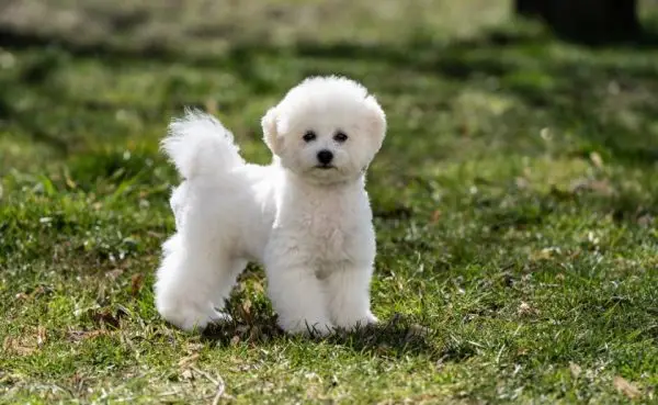15 Bichon Frise-mikser (med bilder)