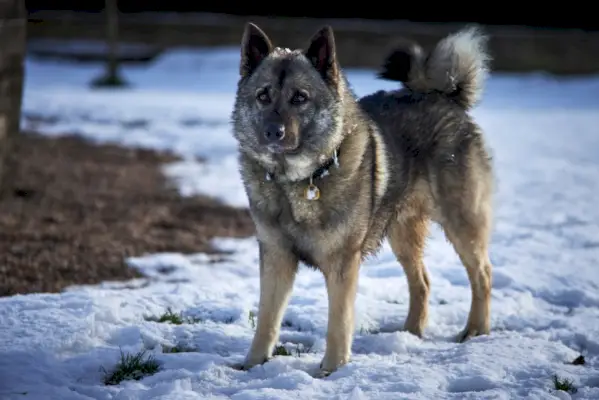 Norsk Elkhound hund stående udendørs i sne