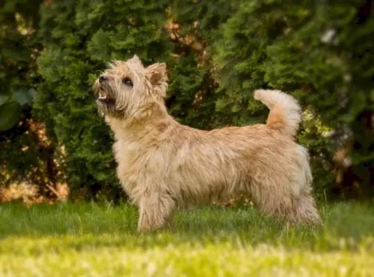 Cairn Terrier hund stående på græs