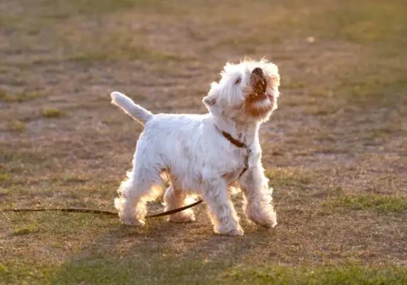West Highland White Terrier hund gøer udendørs