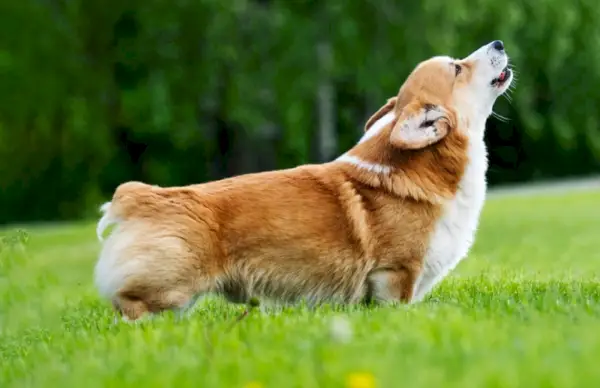 Pembroke Welsh Corgi-hund hyler eller gøer udendørs