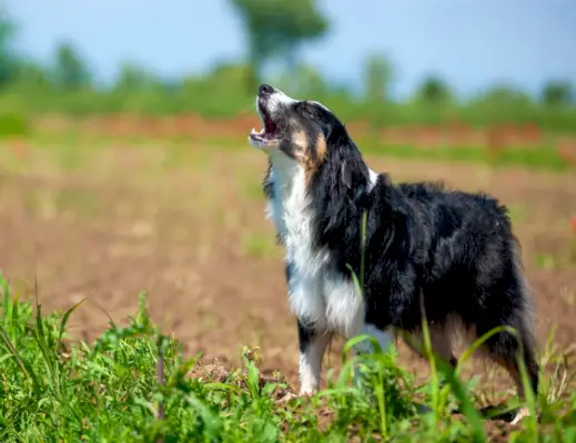 Australsk hyrdehund hyler udendørs