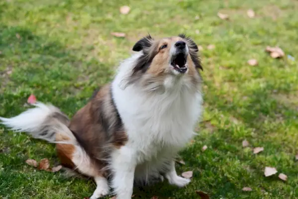 Shetland Sheepdog gøende udendørs