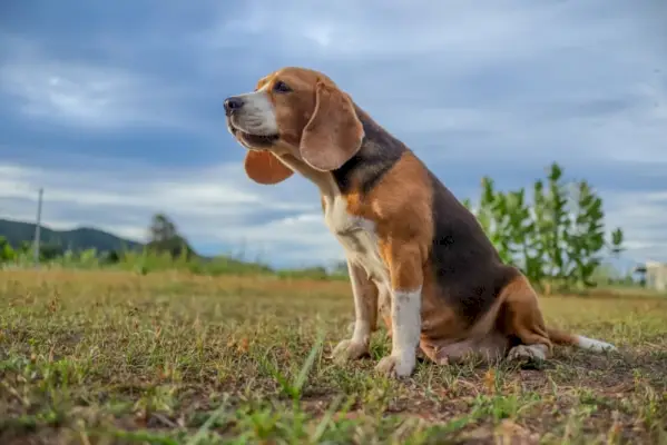 beagle hund hyler, mens han sidder på banen
