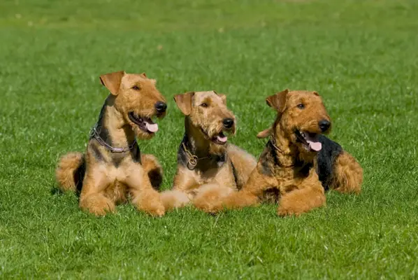 Tres mascles d'airedale terrier estirats en un prat
