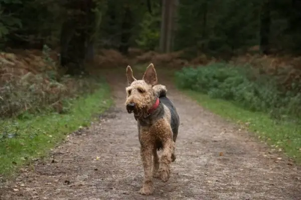 Airedale terrier caminant pel mig del bosc