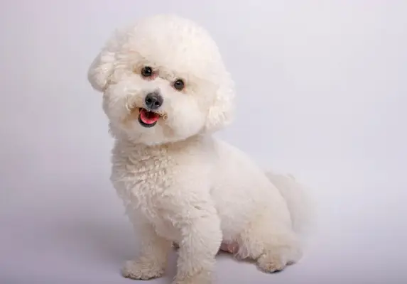 Bichon Frise Hund im Studio
