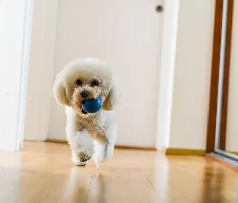 Bichon Frise bringt seinem Besitzer sein Spielzeug