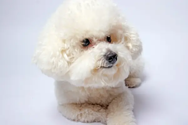 Bichon Frise Hund in einem Studio