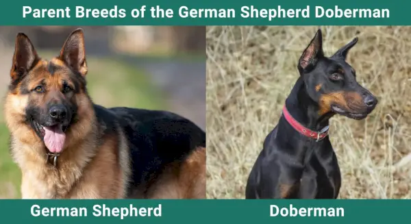 Tėvų_veislės_Vokiečių aviganis dobermanas