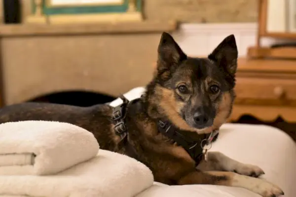 Švedų valhundas lovoje