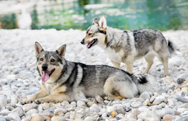 Švedų Vallhundas vasarą plaukioja upėje