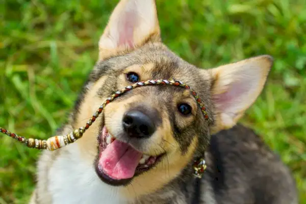 Švedijos Vallhund šuo iš arti žiūri į fotoaparatą